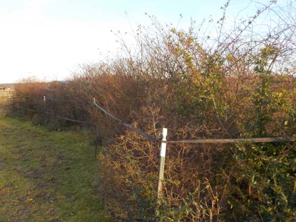 Biotope im Offenstall