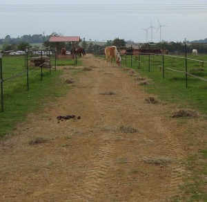 Heufütterung Paddock Trail