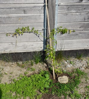 Kletterpflanzen im Offenstall