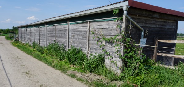 Kletterpflanzen im Offenstall