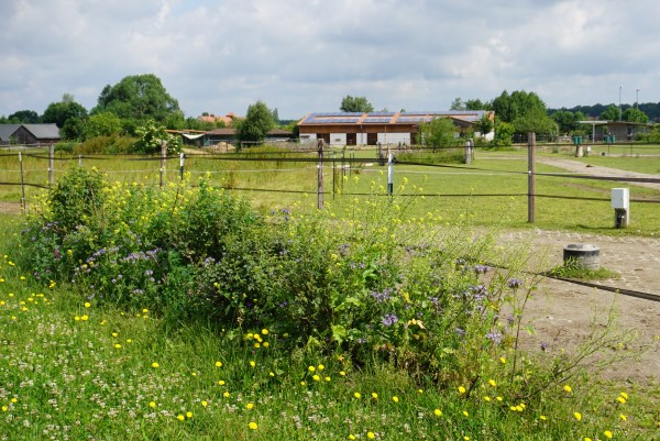 Blühpflanzen im Offenstall