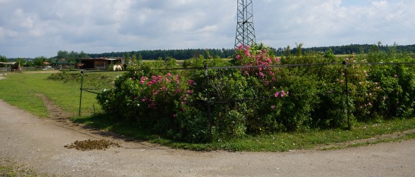 Blühpflanzen im Offenstall