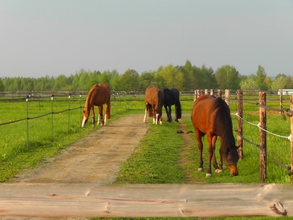 Anweiden Offenstallpferde