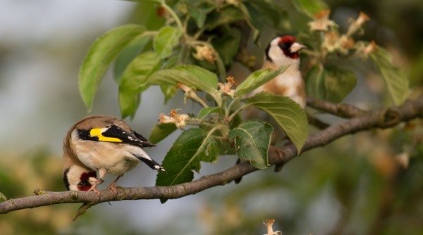 Naturschutz im Offenstall