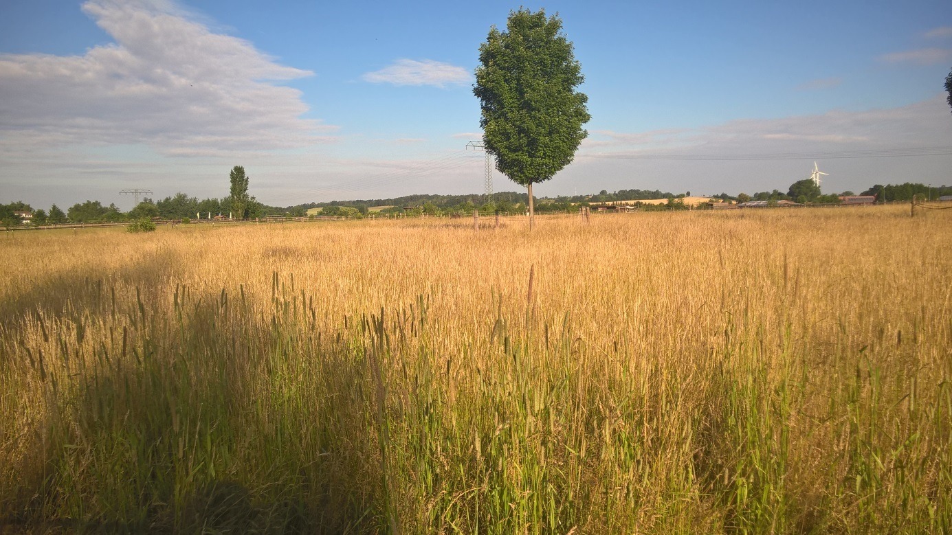 Wechselweiden Offenstall