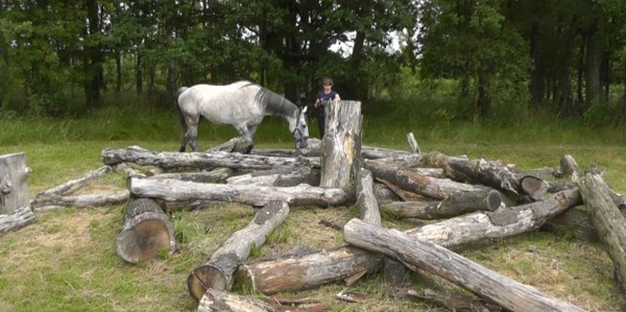 Baumstaemme im Offenstall