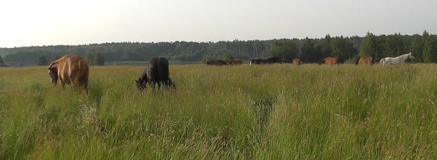 Weidehaltung Offenstall