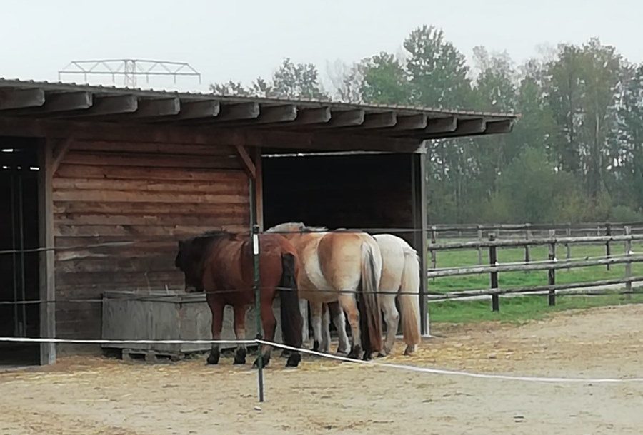 Strohraufe im Diät-Raum