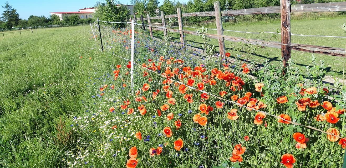 Blühstreifen Pferdeweide