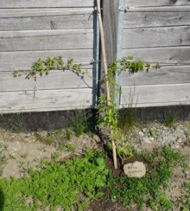 Kletterpflanzen im Offenstall