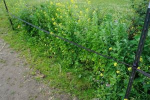 Blühpflanzen im Offenstall