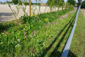 Blühpflanzen im Offenstall