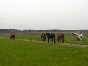 Anweiden Offenstallpferde