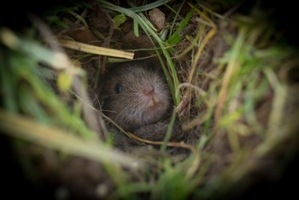 Naturschutz im Offenstall