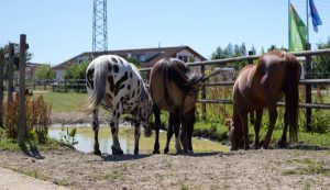 Wasserfurt Offenstall