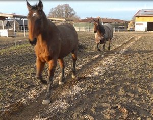 Bodenbefestigung Offenstall