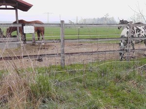 Spaziergänger Offenstall