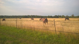 Wechselweiden Offenstall