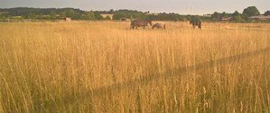 Wechselweiden Offenstall