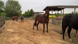 Baumstaemme im Offenstall